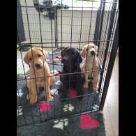 Labrador Retriever - Both