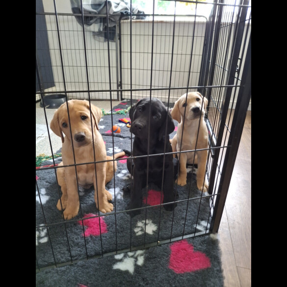 Labrador Retriever - Both