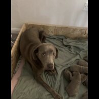 Labrador Retriever - Both