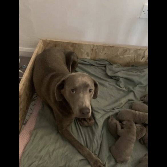 Labrador Retriever - Both