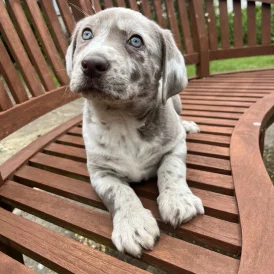 Labrador Retriever - Both