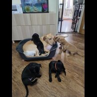 Labrador Retriever - Both