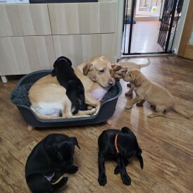 Labrador Retriever - Both