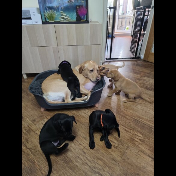 Labrador Retriever - Both