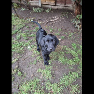 Labrador Retriever - Both