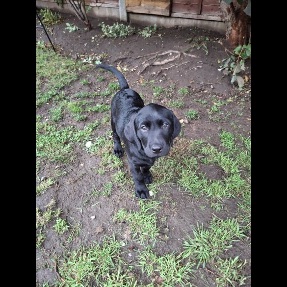 Labrador Retriever - Both