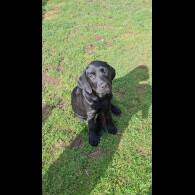 Labrador Retriever - Both