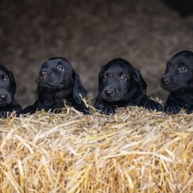 Labrador Retriever - Both