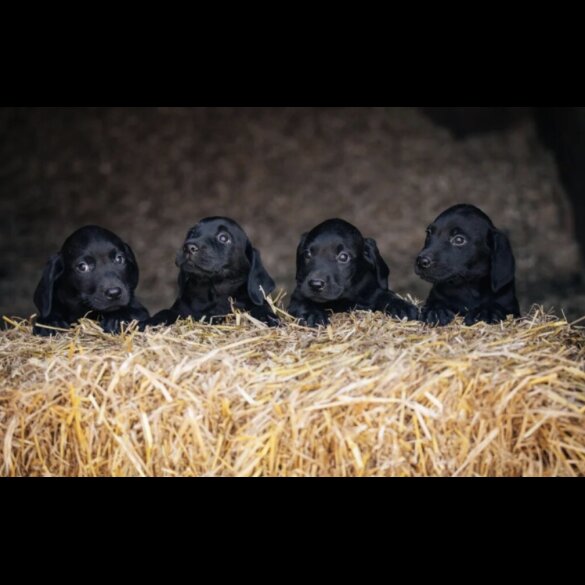 Labrador Retriever - Both