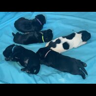 Labrador Retriever - Both