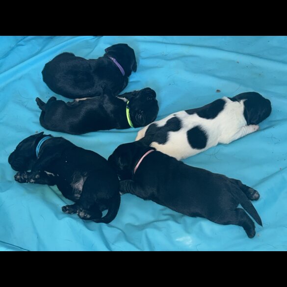 Labrador Retriever - Both