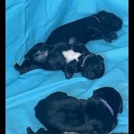 Labrador Retriever - Both