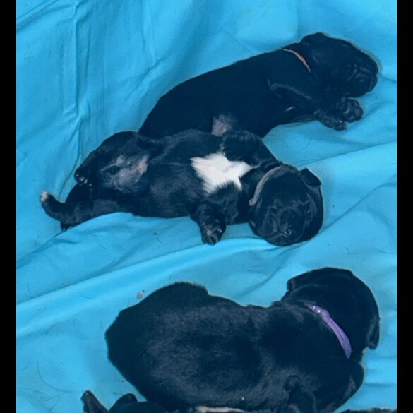 Labrador Retriever - Both