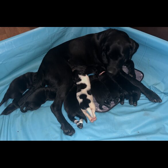 Labrador Retriever - Both