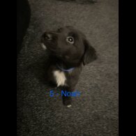 Labrador Retriever - Both