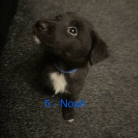 Labrador Retriever - Both