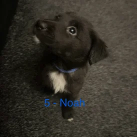 Labrador Retriever - Both