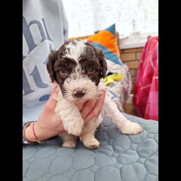 Lagotto Romagnolo - Dogs