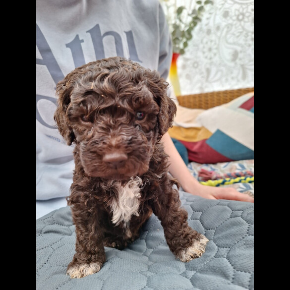 Lagotto Romagnolo - Dogs
