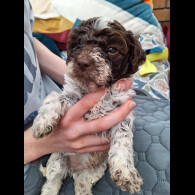 Lagotto Romagnolo - Dogs