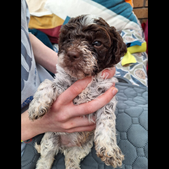 Lagotto Romagnolo - Dogs