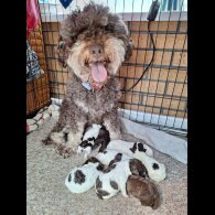 Lagotto Romagnolo - Dogs