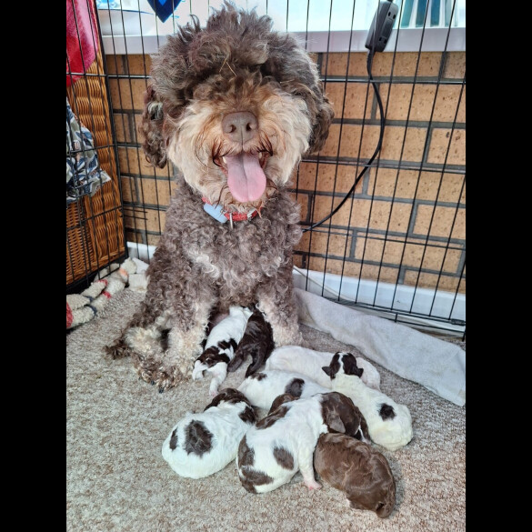 Lagotto Romagnolo - Dogs