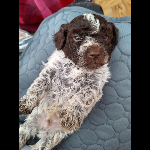 Lagotto Romagnolo - Dogs