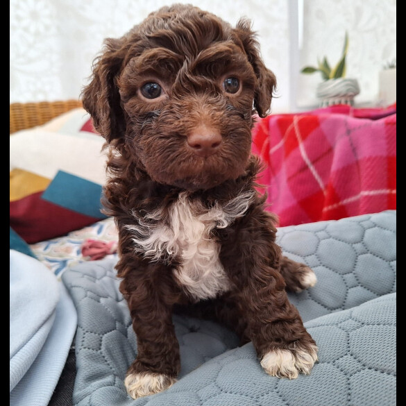 Lagotto Romagnolo - Dogs