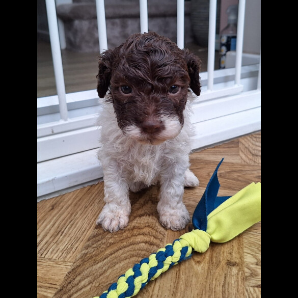 Lagotto Romagnolo - Dogs