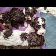 Lagotto Romagnolo - Dogs