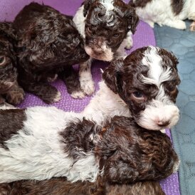 Lagotto Romagnolo - Dogs