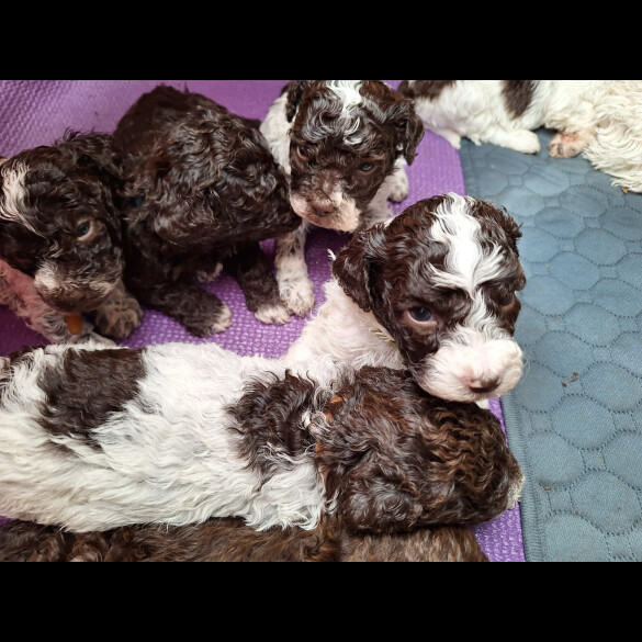 Lagotto Romagnolo - Dogs