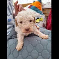 Lagotto Romagnolo - Dogs
