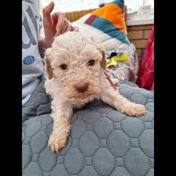 Lagotto Romagnolo - Dogs