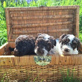 Lagotto Romagnolo - Dogs