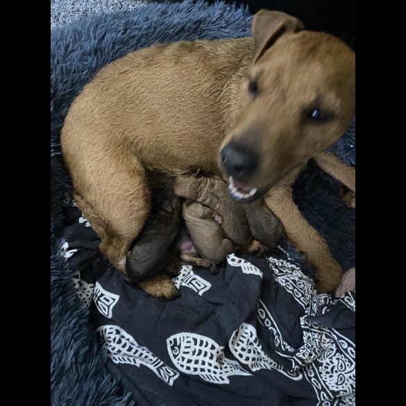 Lakeland Terrier - Bitches