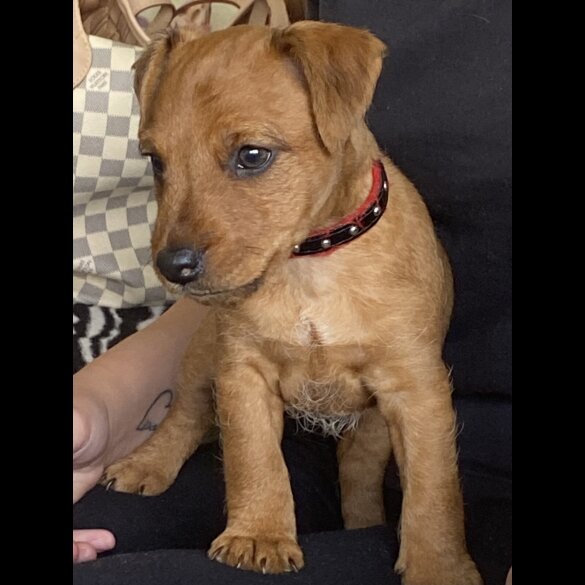 Lakeland Terrier - Bitches