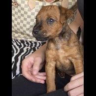 Lakeland Terrier - Bitches