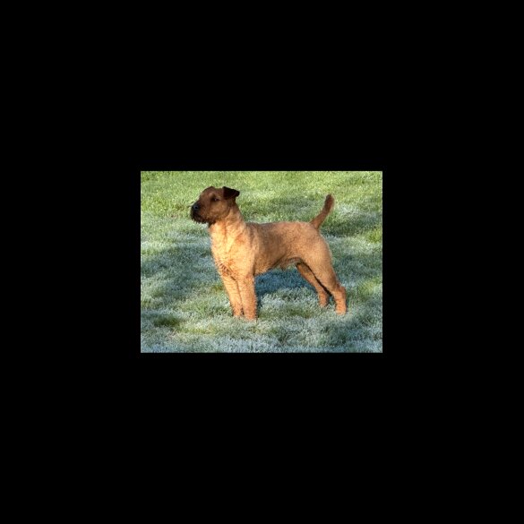 Lakeland Terrier - Bitches