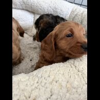 Cockapoo - Both