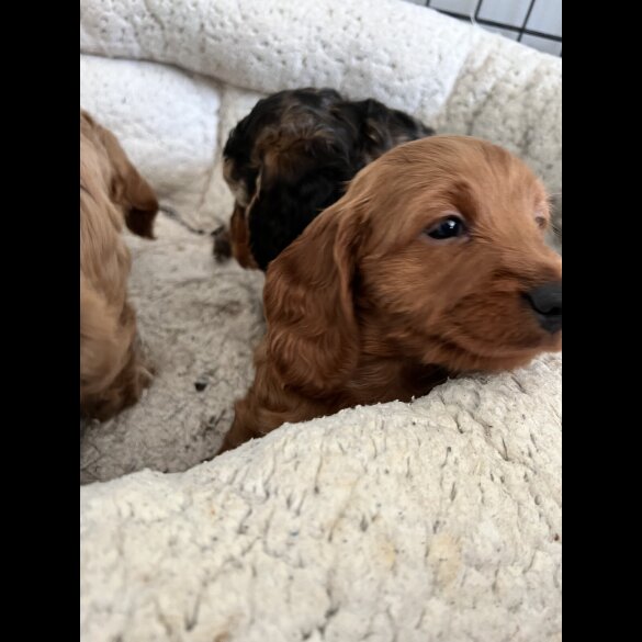 Cockapoo - Both
