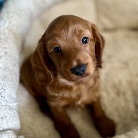 Cockapoo - Both