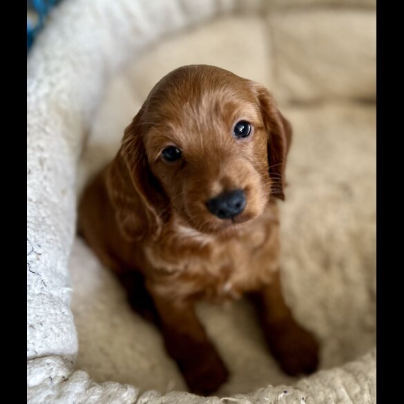 Cockapoo - Both