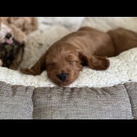 Cockapoo - Both