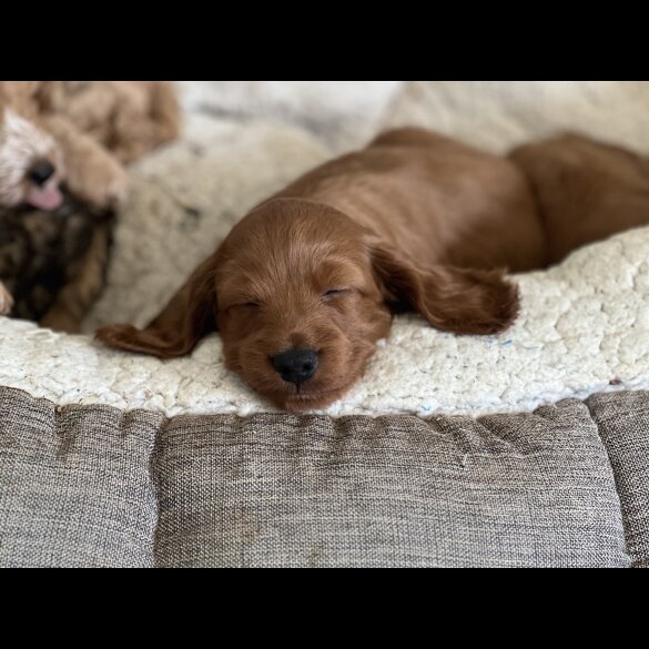 Cockapoo - Both