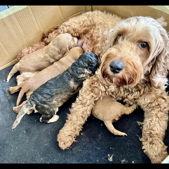 Cockapoo - Both