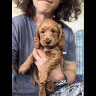 Cockapoo - Both
