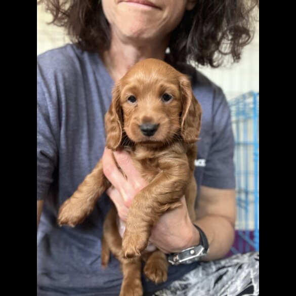 Cockapoo - Both