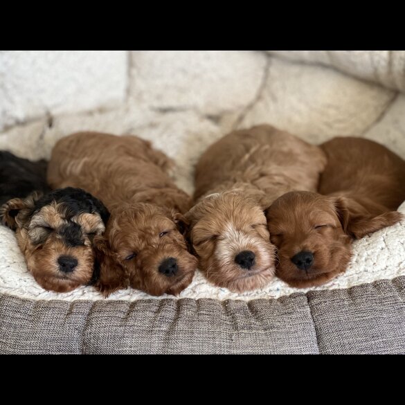 Cockapoo - Both